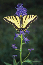 Swallowtail Butterfly